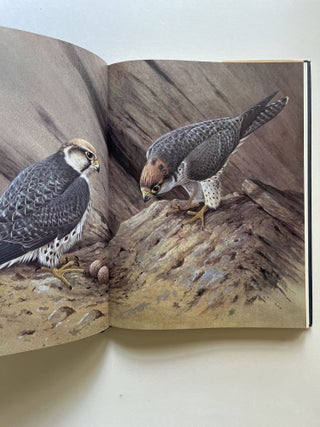 Falcons of the World (inscribed)
