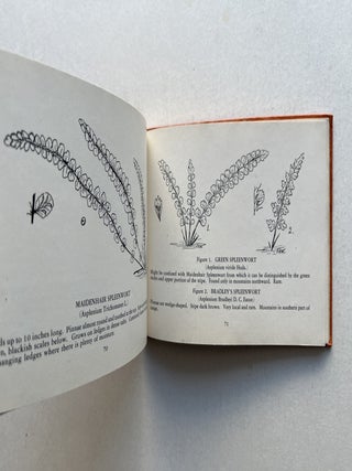 Ferns: Illustrations and Descriptions of All Known Species in New England and Middle-Atlantic States (inscribed)
